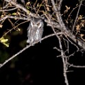 Kruger 716 copia